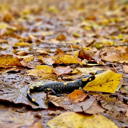 Off-grid Eco Farm Dolinka * Kozelnik