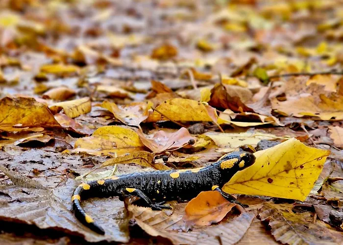 Off-grid Eco Farm Dolinka * Kozelnik